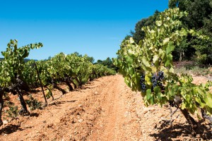 chateau-saint-baillon-10