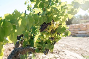 chateau-saint-baillon-2